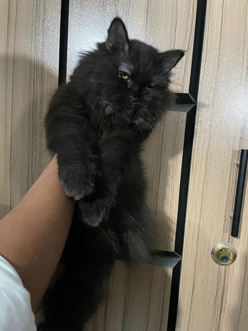PURE PERSIAN TRIPLE COAT BLACK KITTEN (03111264353) — photo 2