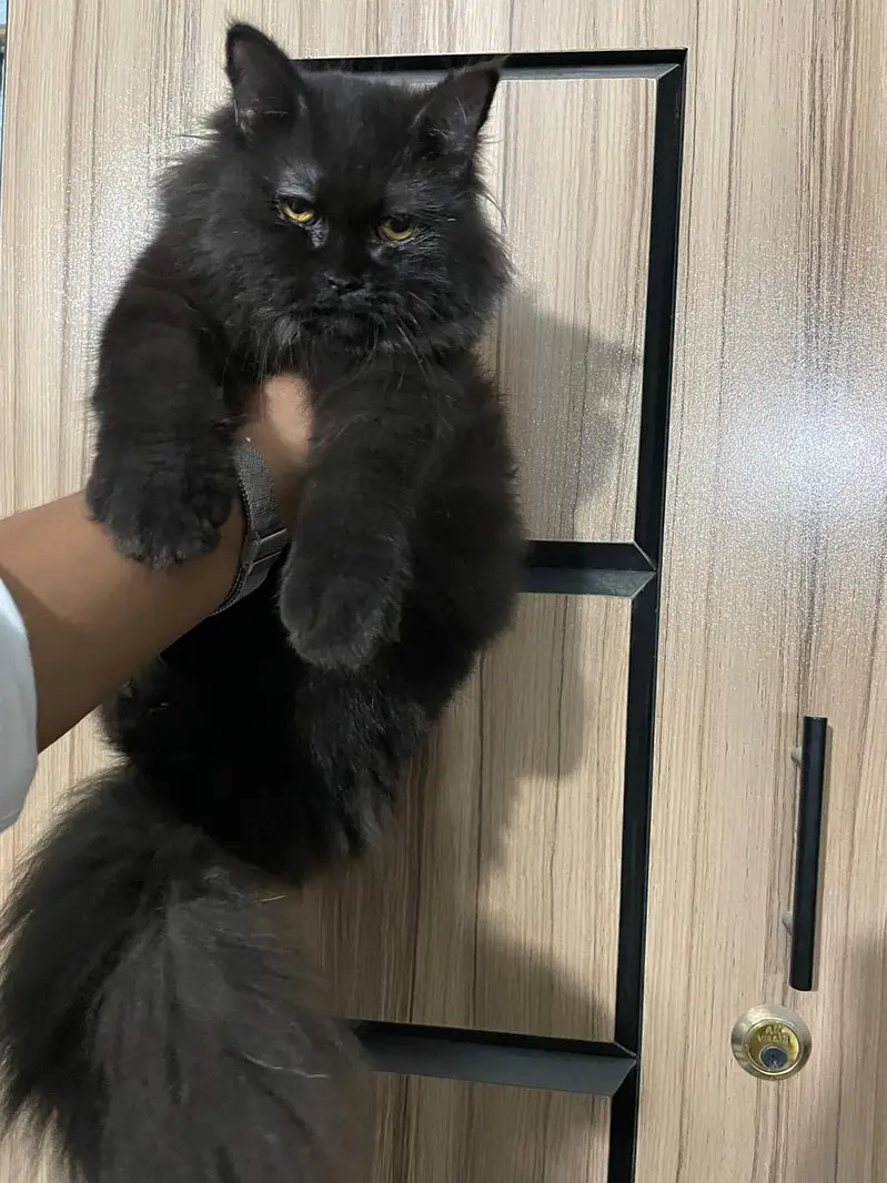 PURE PERSIAN TRIPLE COAT BLACK KITTEN (03111264353) — photo 3