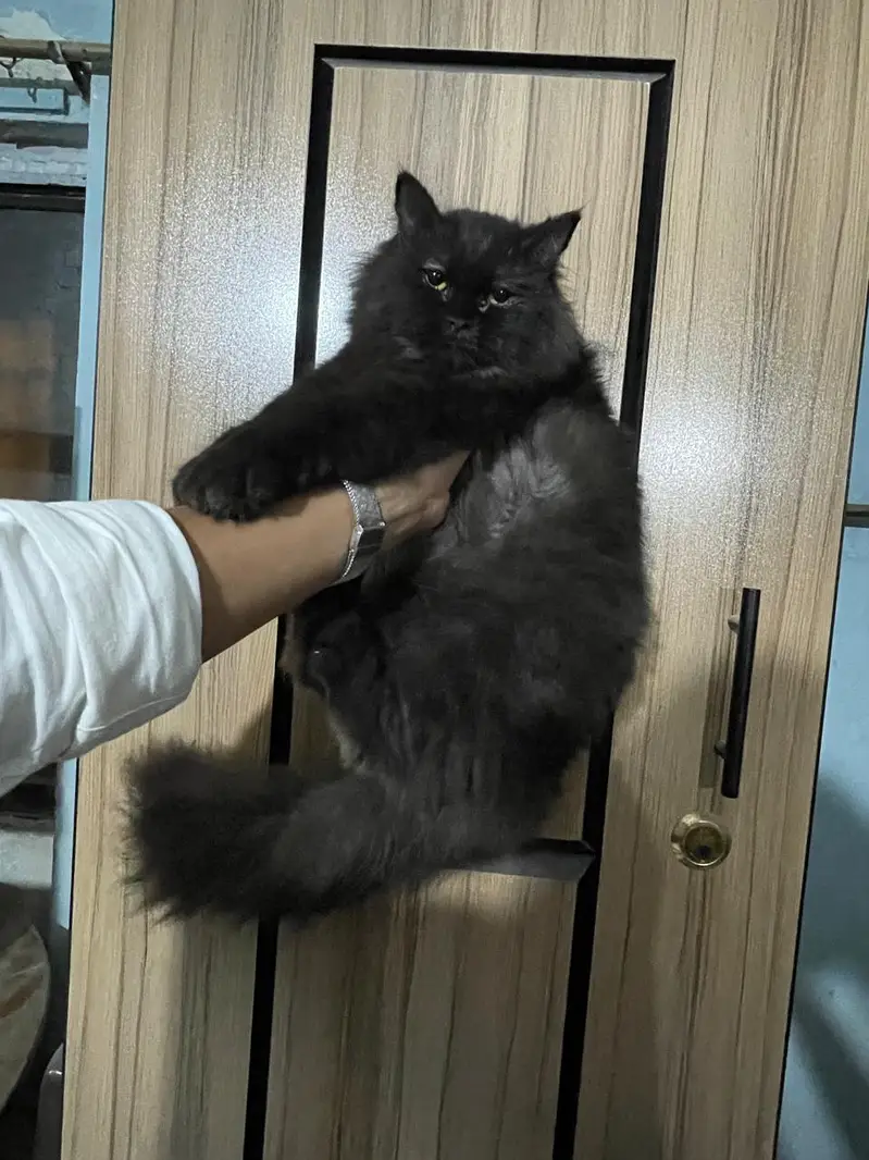 PURE PERSIAN TRIPLE COAT BLACK KITTEN (03111264353) — photo 4
