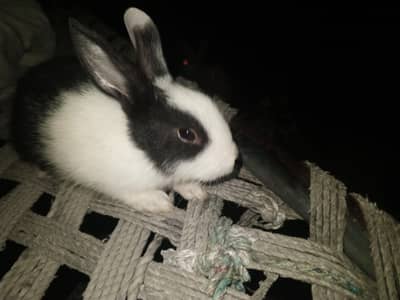 rabbit