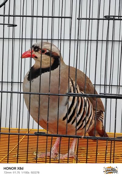BIRAD For sale very active and healthy (0333-7940701)