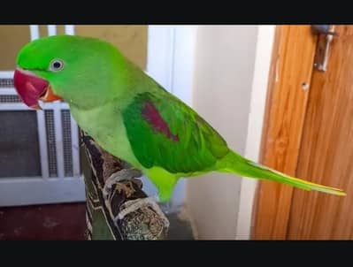 kashmiri raw parrot