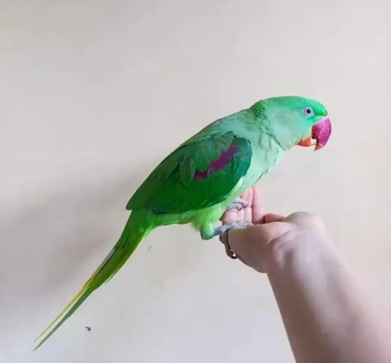 kashmiri raw parrot — photo 2