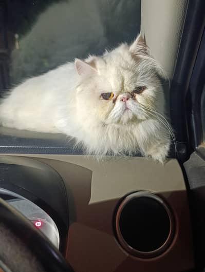 Persian triple coated piki female
