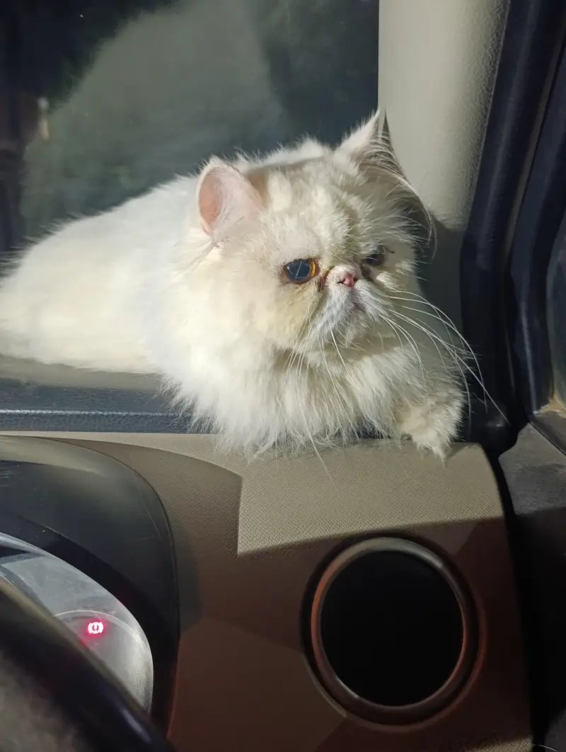 Persian triple coated piki female — photo 2