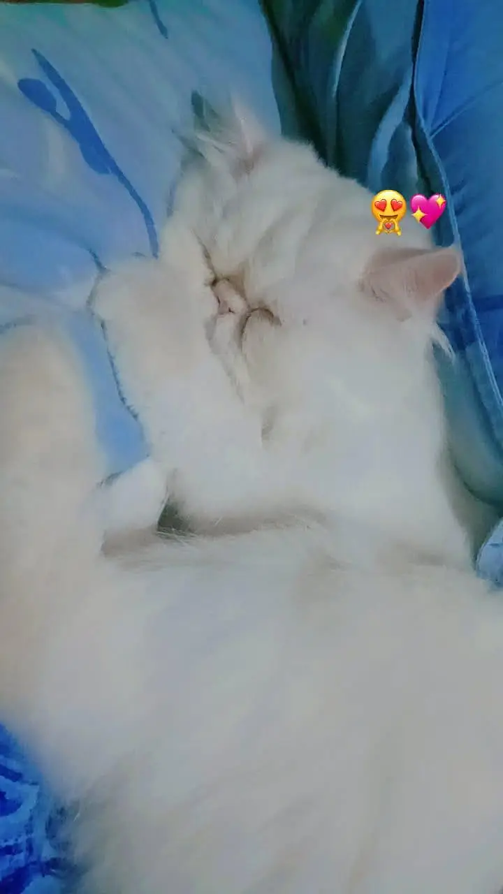 Persian triple coated piki female — photo 3