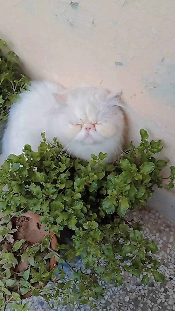 Persian triple coated piki female — photo 4