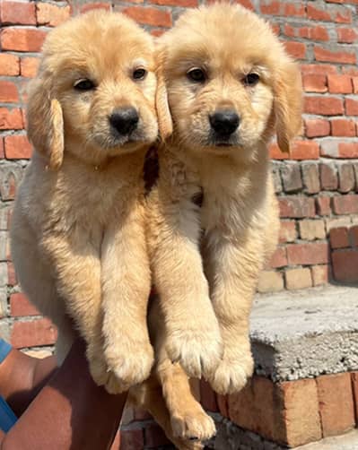 Golden retriever puppies 92@313*9363*417