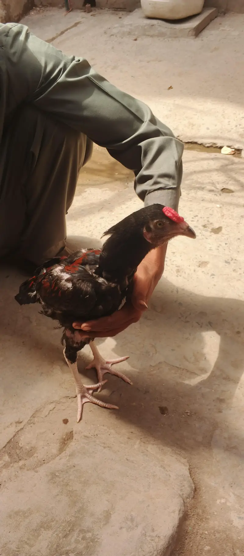 6 month age 2 aseel murga dono male hai for more details kindlymassage — photo 2