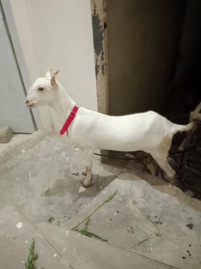 Taddy bakri 2.5 month ki kaban hai