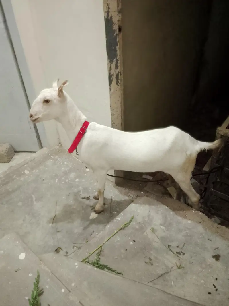 Taddy bakri 2.5 month ki kaban hai
