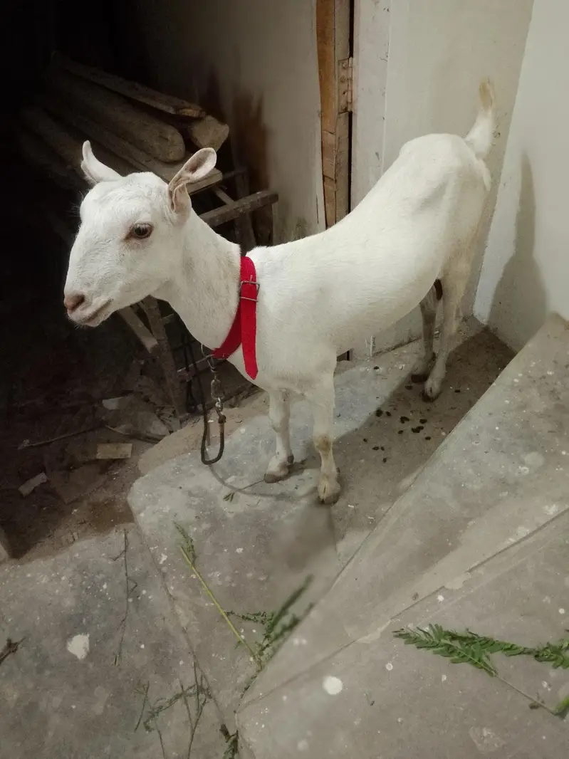 Taddy bakri 2.5 month ki kaban hai — photo 2