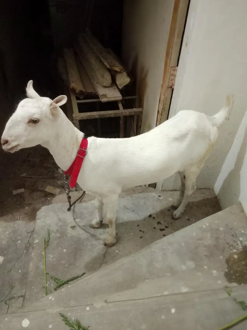 Taddy bakri 2.5 month ki kaban hai — photo 3