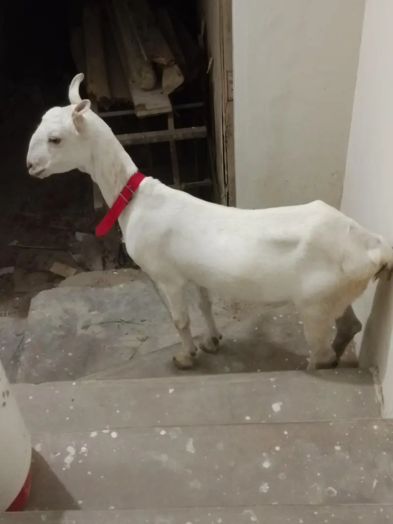 Taddy bakri 2.5 month ki kaban hai — photo 4
