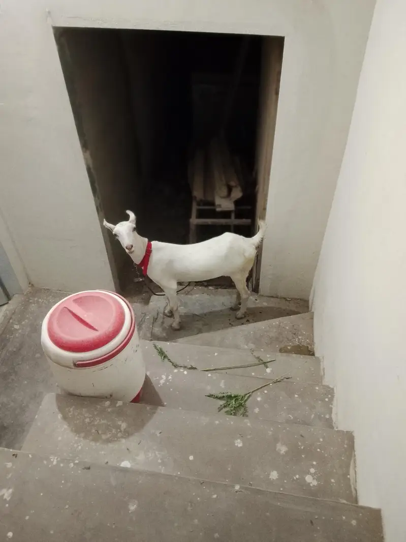 Taddy bakri 2.5 month ki kaban hai — photo 5