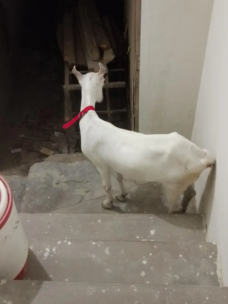 Taddy bakri 2.5 month ki kaban hai — photo 6