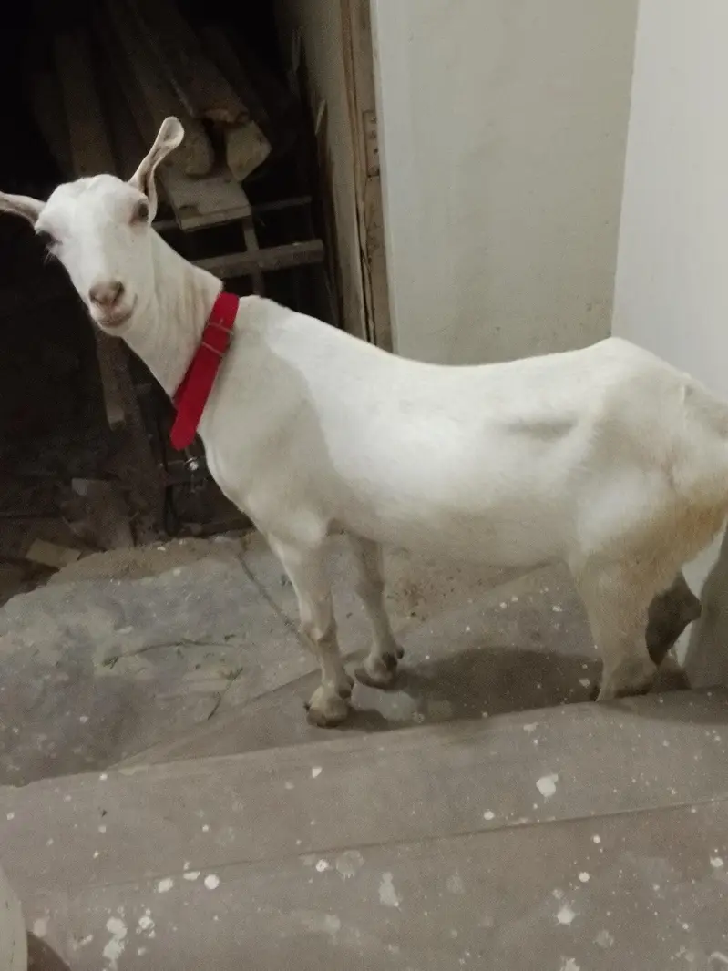 Taddy bakri 2.5 month ki kaban hai — photo 7