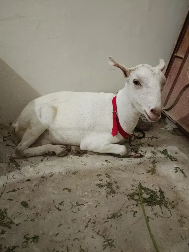 Taddy bakri 2.5 month ki kaban hai — photo 8