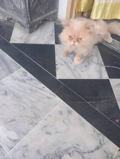 sted male cat. argent sale