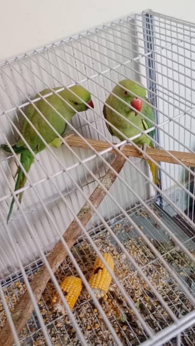 GREEN PARROTS
