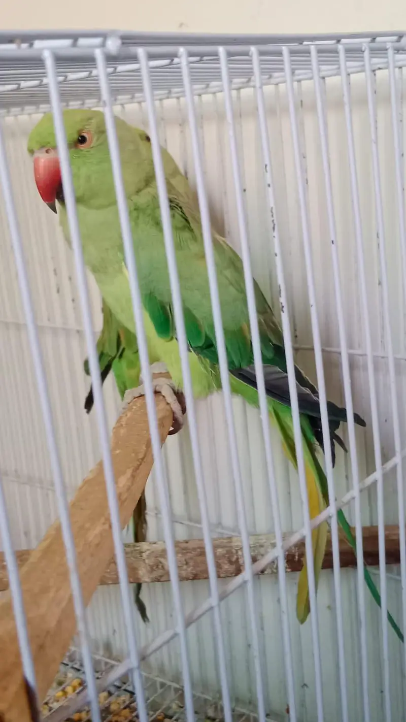 GREEN PARROTS — photo 2