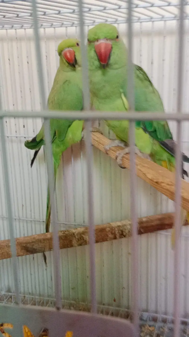 GREEN PARROTS — photo 3