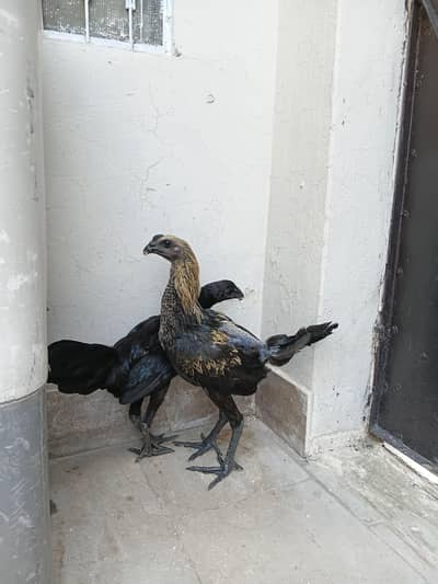 black kobra breed purre thii fiter bladline vvip black eyes nok nalii