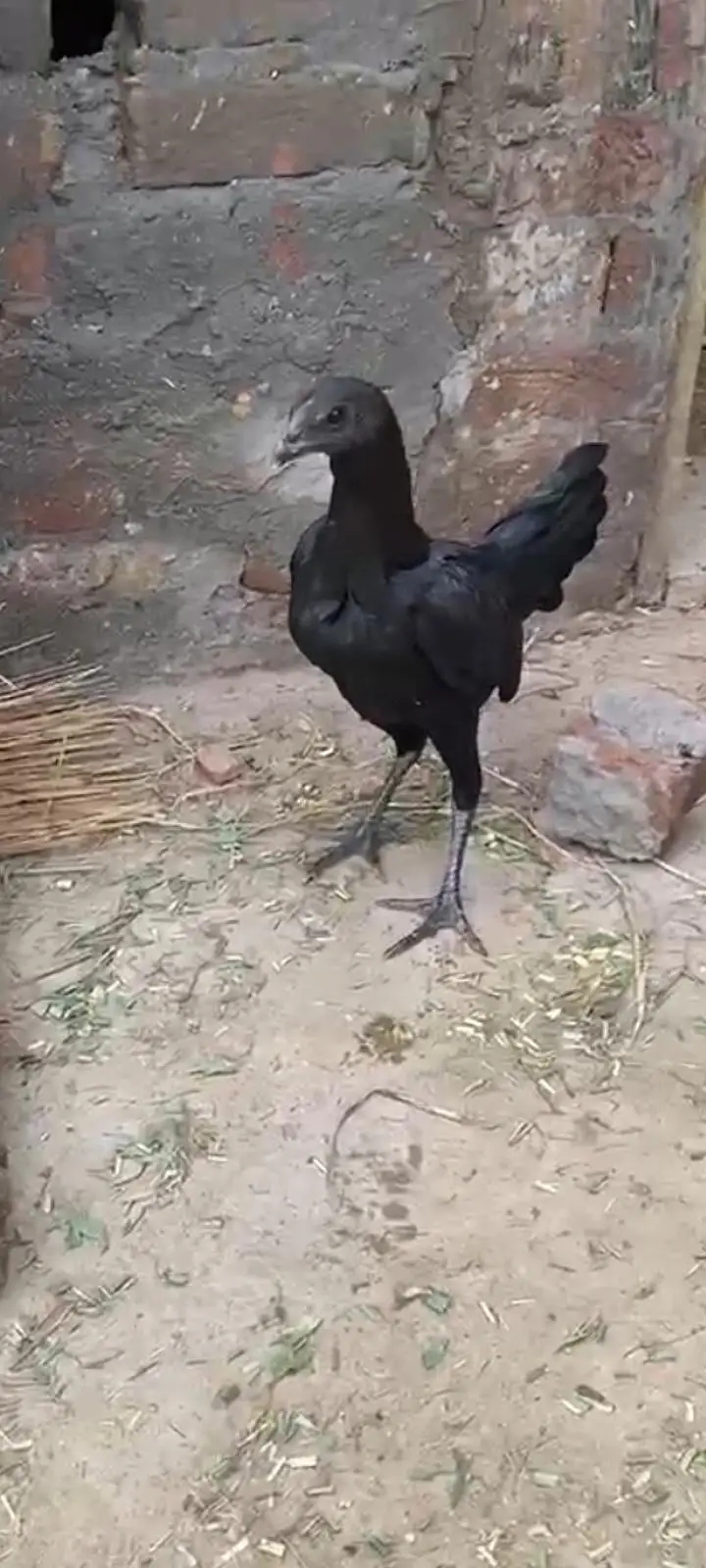 black kobra breed purre thii fiter bladline vvip black eyes nok nalii — photo 2