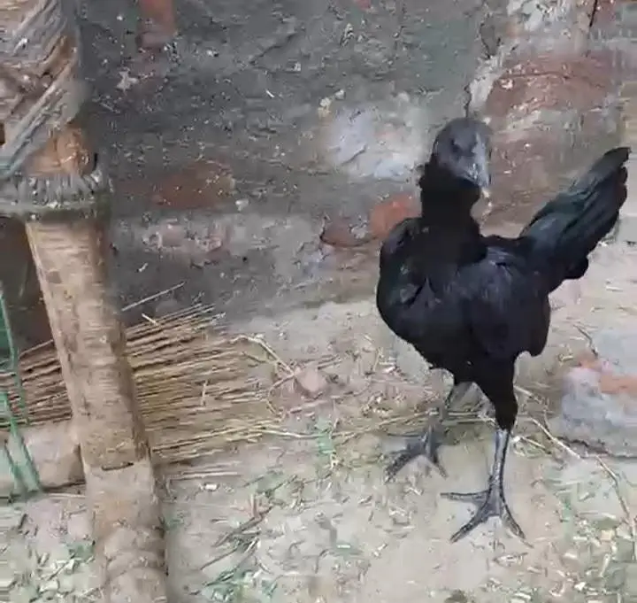 black kobra breed purre thii fiter bladline vvip black eyes nok nalii — photo 3