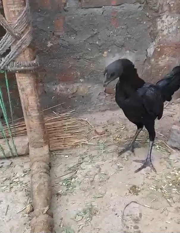 black kobra breed purre thii fiter bladline vvip black eyes nok nalii — photo 4