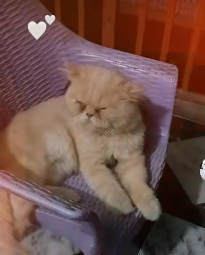 sted male cat. argent sale — photo 2