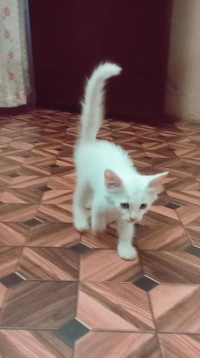 Persian Cat baby for sale