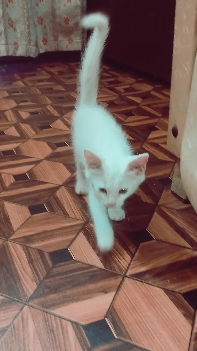 Persian Cat baby for sale — photo 2