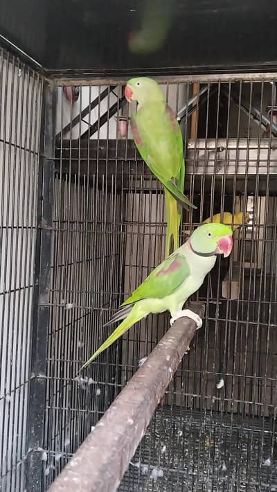 Breeder raw pair