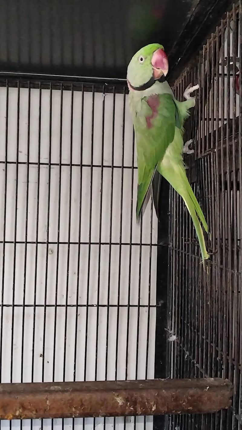 Breeder raw pair 1