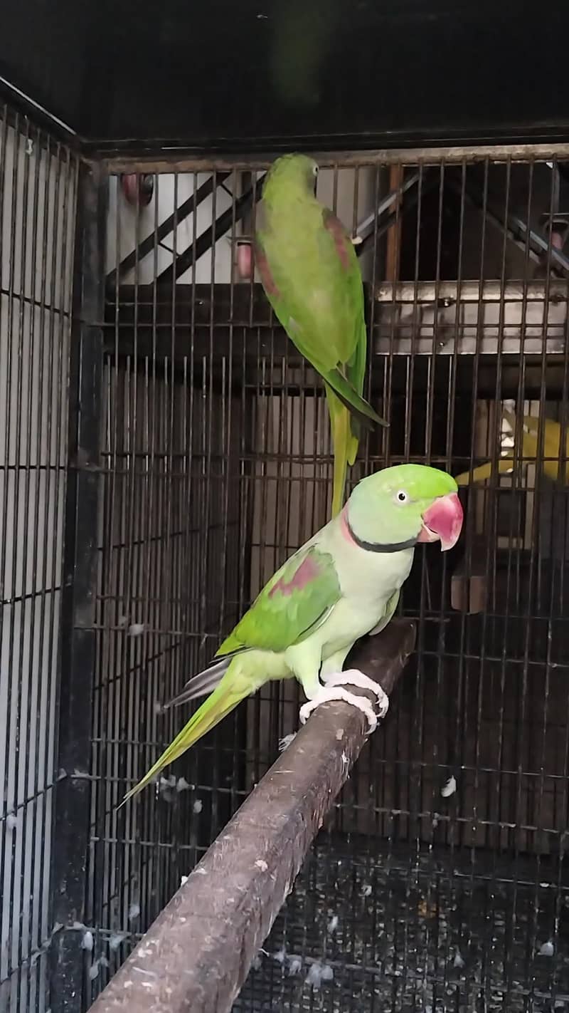 Breeder raw pair 3