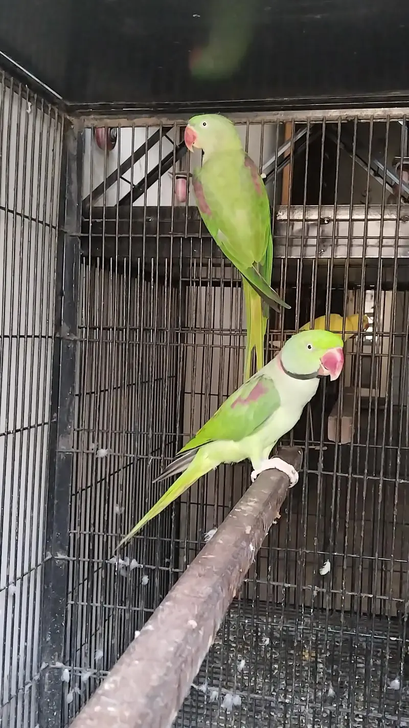 Breeder raw pair — photo 5