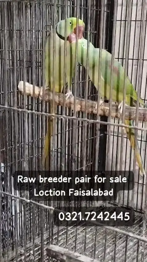 Breeder raw pair — photo 9