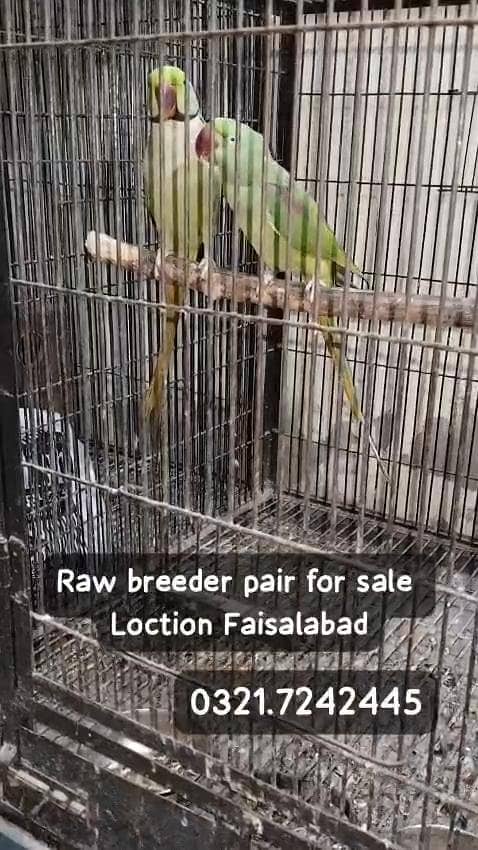 Breeder raw pair 9