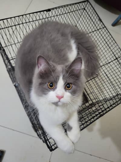 Pesian kitten