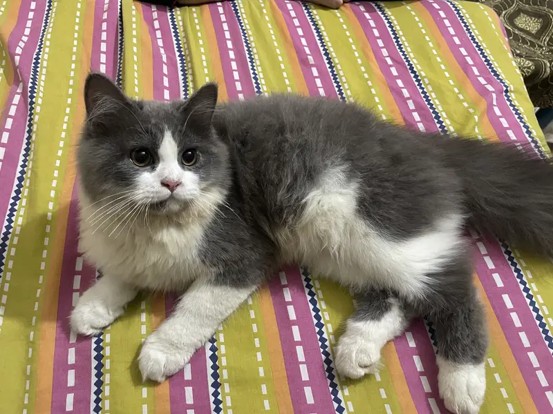 Pesian kitten — photo 2