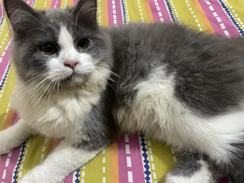 Pesian kitten — photo 3