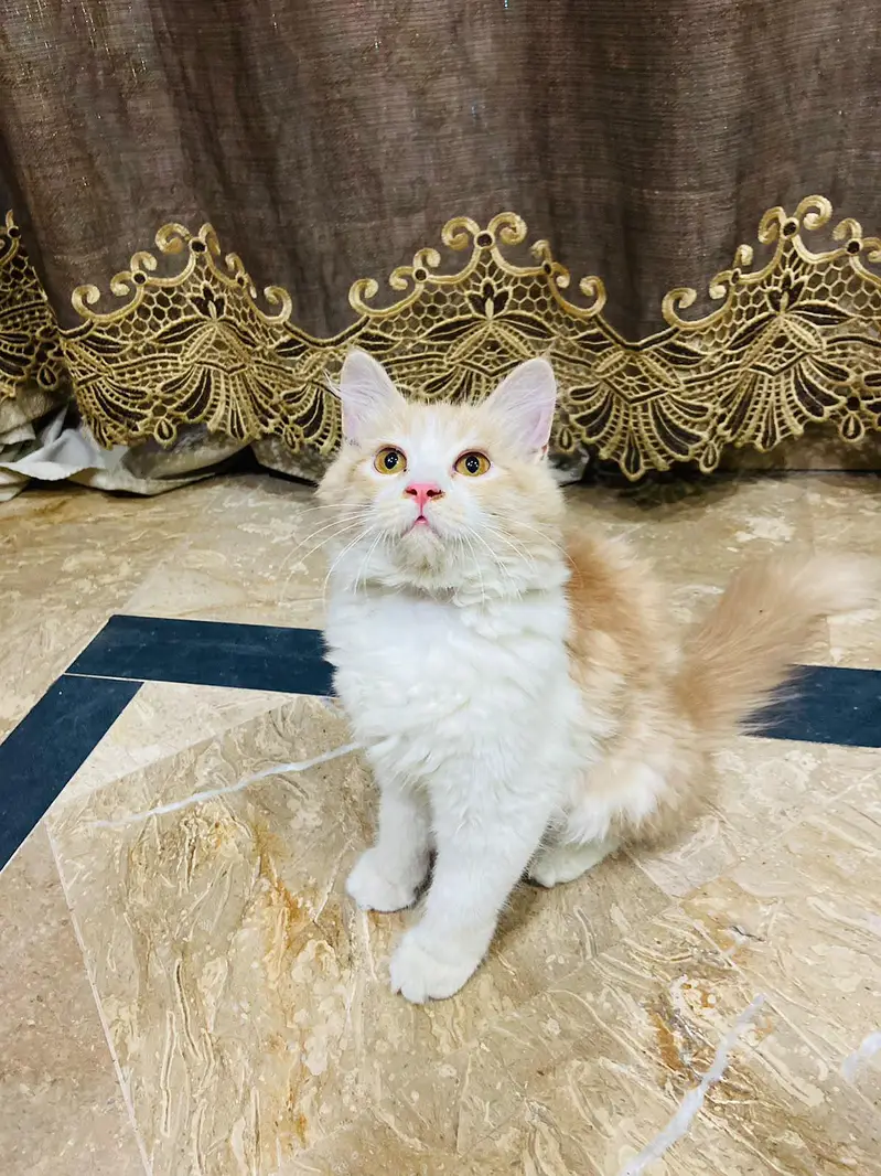 Friendly & Healthy kitten Looking for a New Home — photo 2
