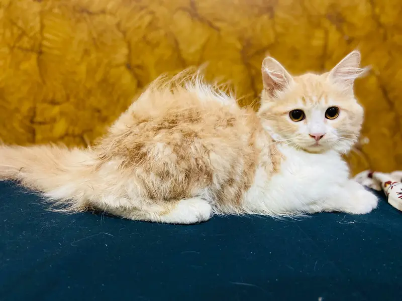 Friendly & Healthy kitten Looking for a New Home — photo 3