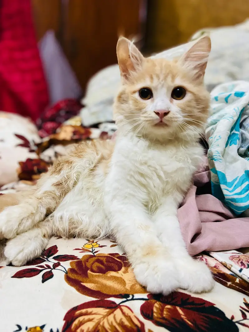 Friendly & Healthy kitten Looking for a New Home — photo 4