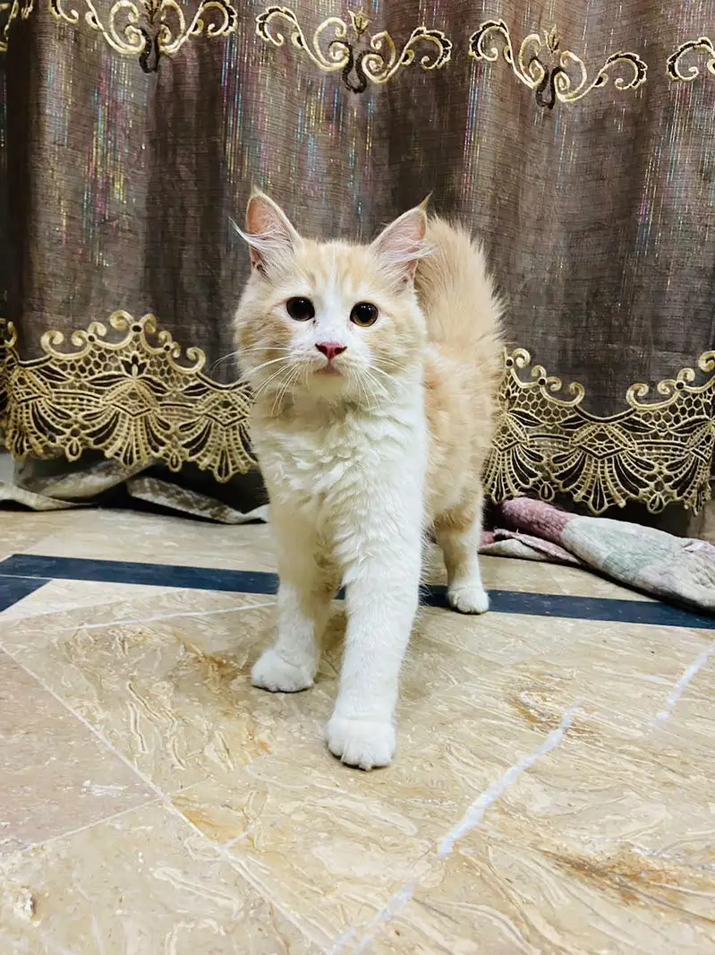 Friendly & Healthy kitten Looking for a New Home — photo 5