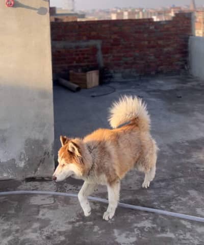 Husky male odd eyes