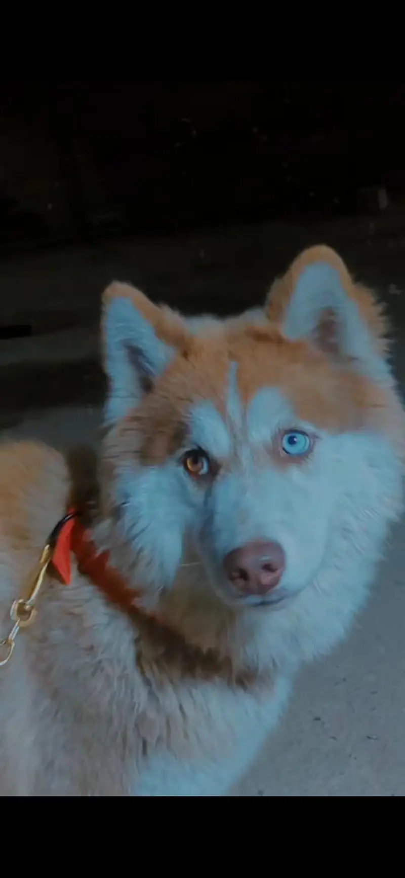 Husky male odd eyes — photo 2