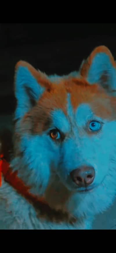 Siberian Husky wolly coat  male odd eyes ready for breeding