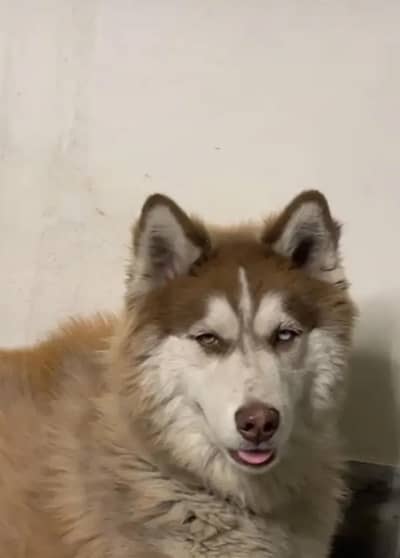 Siberian Husky wolly coat  male odd eyes ready for breeding